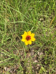 Coreopsis basalis