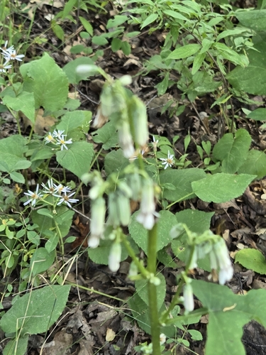 Nabalus albus, photograph 6