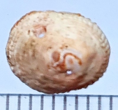 Antisabia imbricata observed 2026-09-05