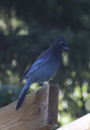 Steller's Jay