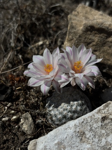 Mammillaria albiflora