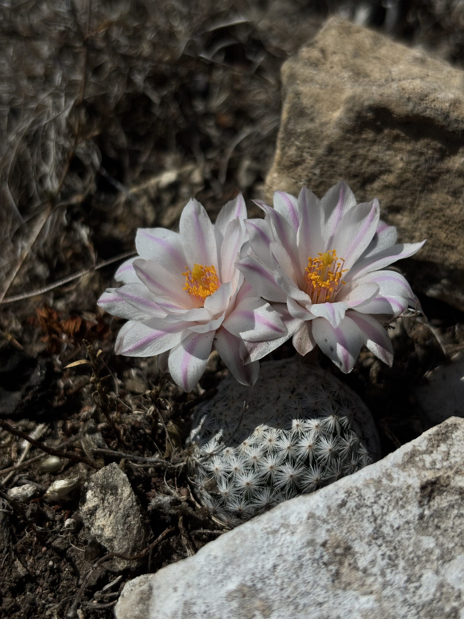 Mammillaria albiflora