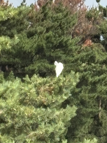 Great Egret