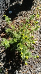 Matricaria discoidea