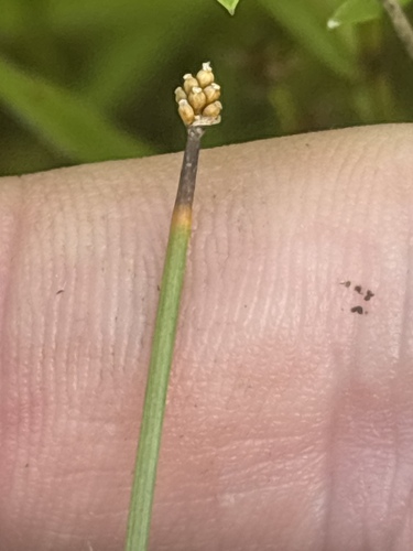 Eleocharis elliptica, 2026-09-05