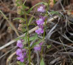 Sairocarpus vexillocalyculatus