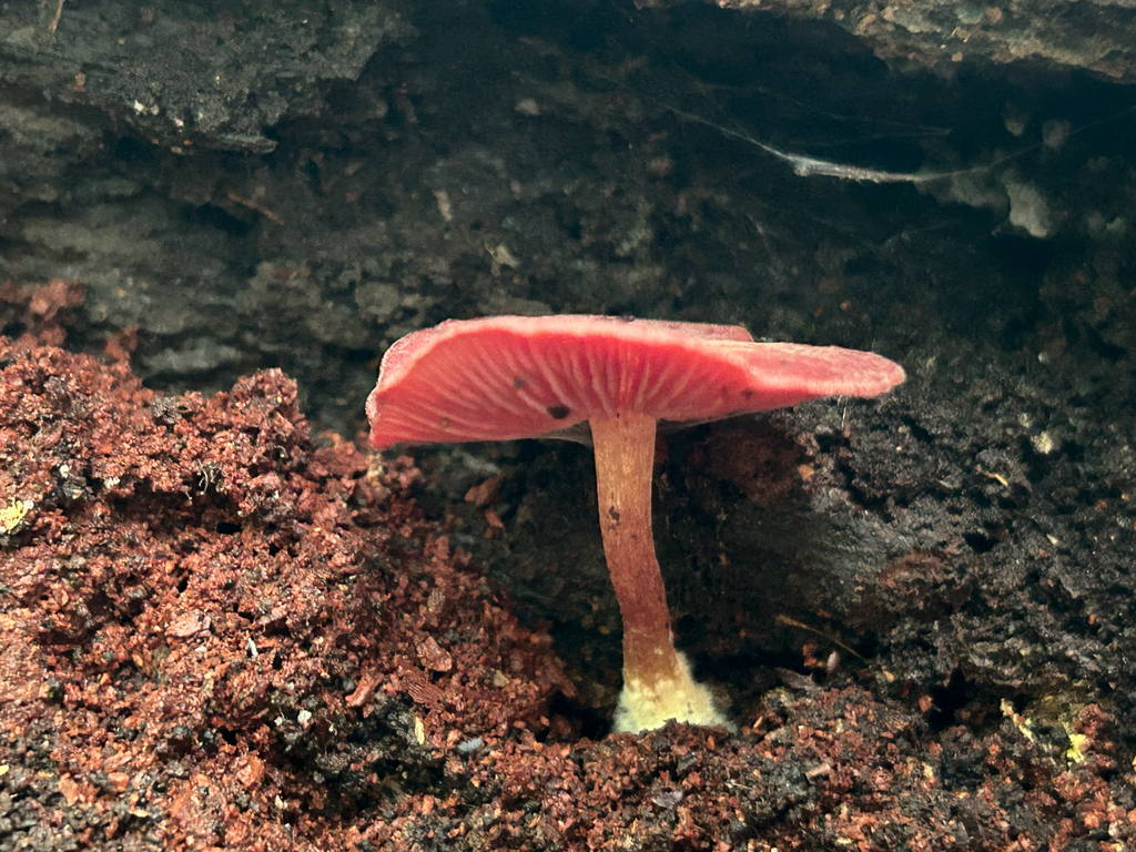 Purple-edged Lute · September 2026 · photo: Photo: (c) Bethany Dennis, some rights reserved (CC BY) · iNaturalist
