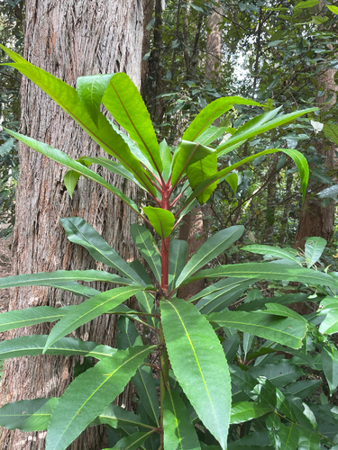 Queensland laurel