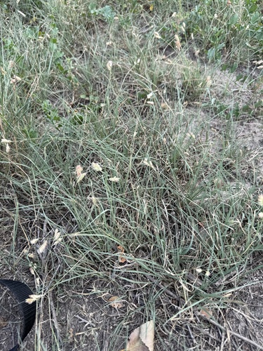 Bouteloua dactyloides, photograph 3