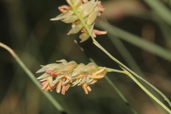 Bouteloua dactyloides, photograph (c) Austin Saunders, some rights reserved (CC BY)