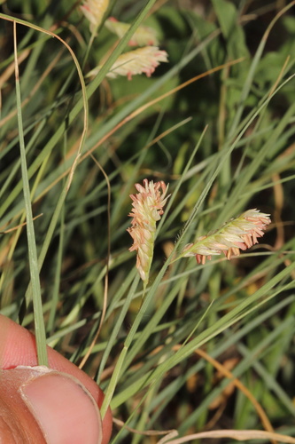 Bouteloua dactyloides, photograph 5