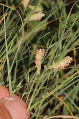 Bouteloua dactyloides, photograph (c) Austin Saunders, some rights reserved (CC BY)