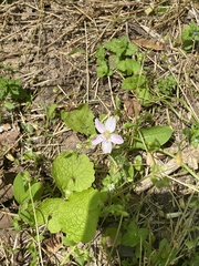 Claytonia virginica