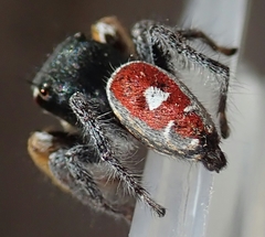 Phidippus cruentus