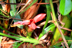 Aframomum angustifolium