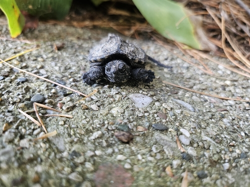 Common Snapping Turtle
