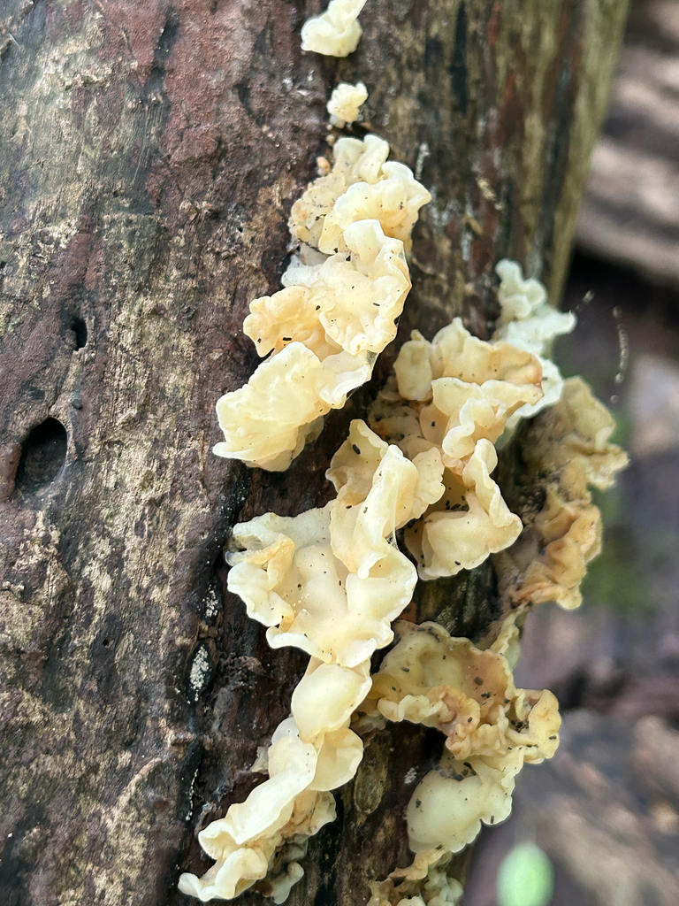 white jelly fungus · September 2026 · photo: Photo: (c) Bethany Dennis, some rights reserved (CC BY) · iNaturalist