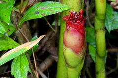 Aframomum angustifolium