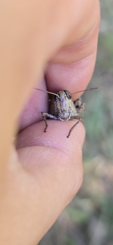 Calliptamus abbreviatus