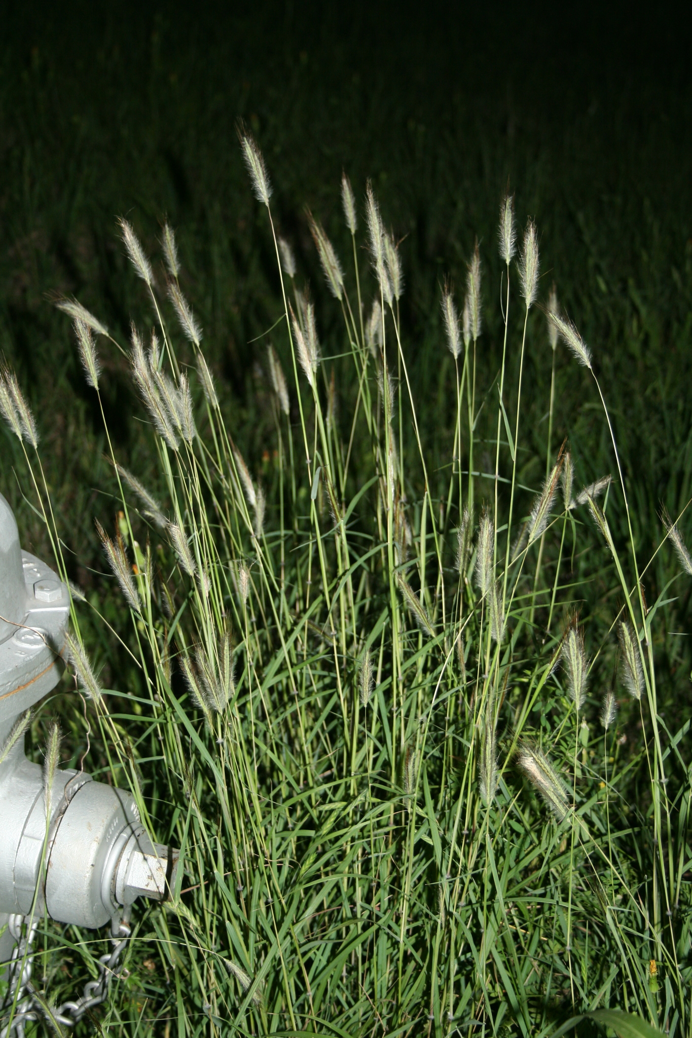 Dichanthium sericeum