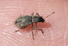 Polydrusus inustus