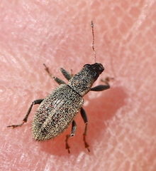 Polydrusus inustus