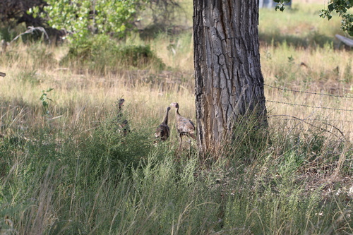 Wild Turkey