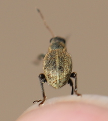 Polydrusus inustus