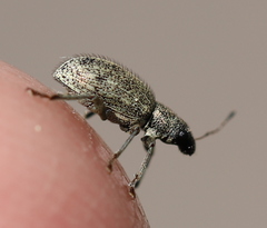 Polydrusus inustus