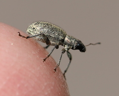 Polydrusus inustus