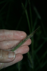 Dichanthium sericeum