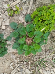(c) Leon Perrie, some rights reserved (CC BY) Pelargonium inodorum, photograph (c) Leon Perrie, some rights reserved (CC BY)
