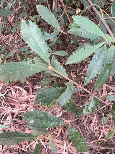Callicoma