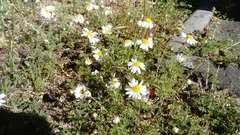 Anthemis ruthenica