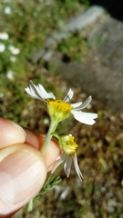 Anthemis ruthenica