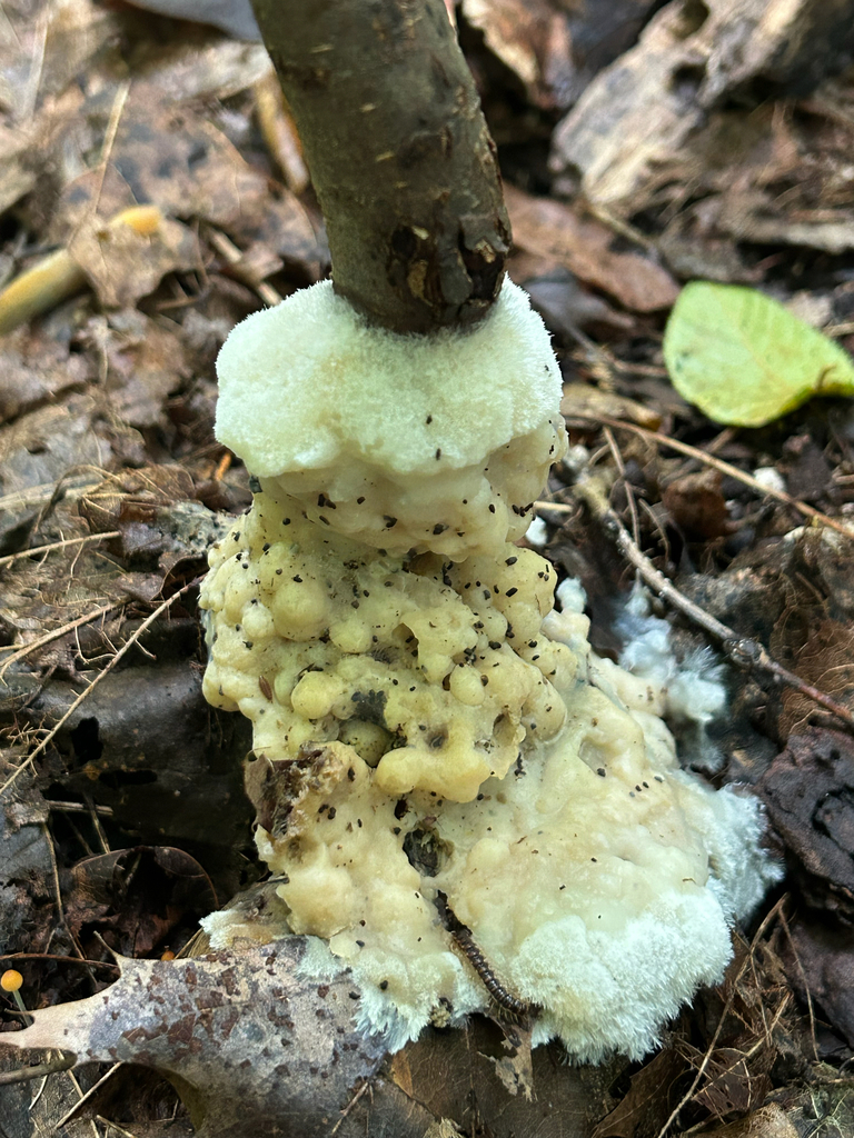 enveloping crust · September 2026 · photo: Photo: (c) Bethany Dennis, some rights reserved (CC BY) · iNaturalist
