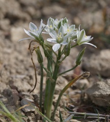 Ornithogalum navaschinii