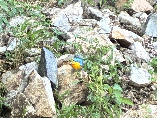 Orange-breasted Bunting (Passerina leclancherii)