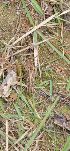 Gastrimargus marmoratus