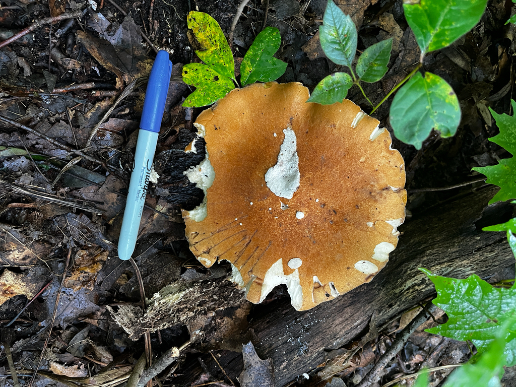 Rooting Polypore · September 2026 · photo: Photo: (c) urwhatueat, some rights reserved (CC BY) · iNaturalist
