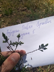 Calluna vulgaris