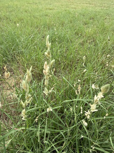 Wilman lovegrass