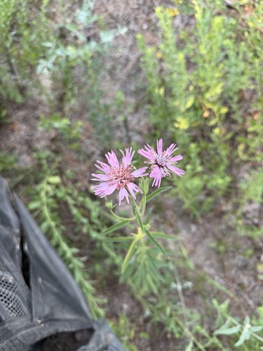 Palafoxia hookeriana