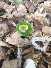 Sanguinaria canadensis