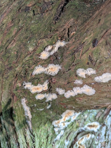 wet rot