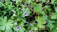 Geranium pusillum