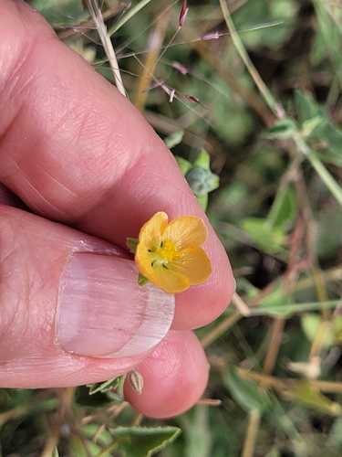 Abutilon parvulum