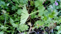 Geranium pusillum