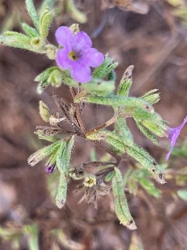 Nama hispida observed 2026-09-05