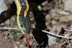 Thamnophis atratus